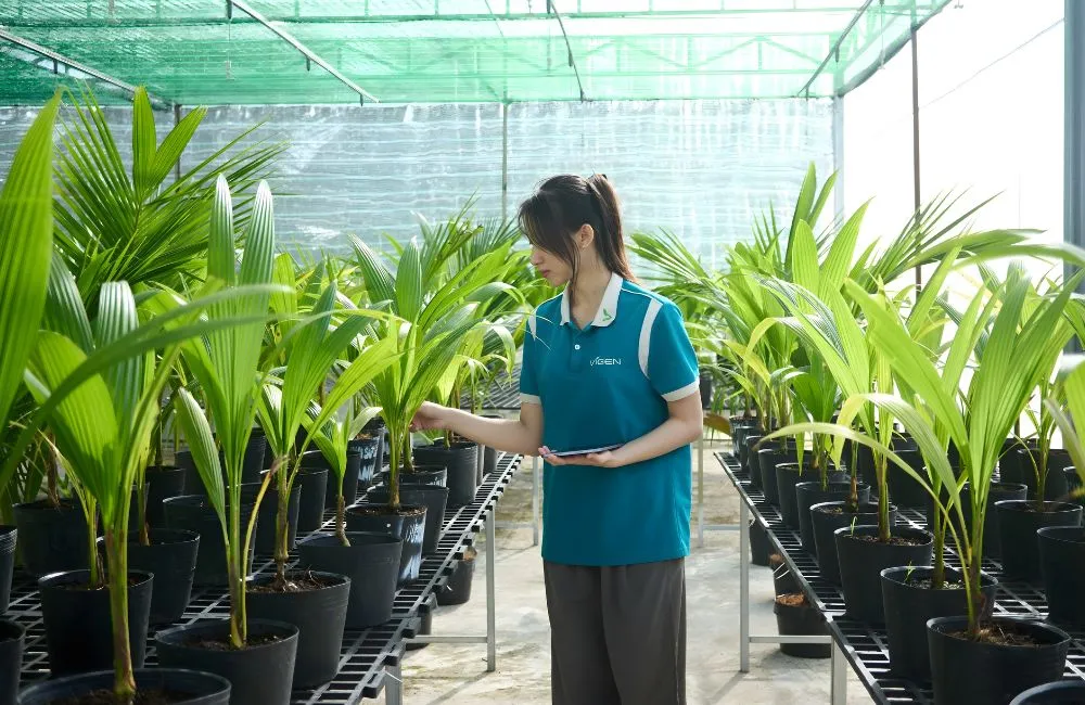 Quy trình gia công cây giống cấy mô tai ViGen