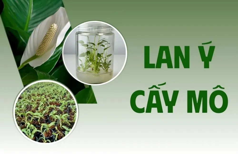 Tổng quan về cây Lan Ý Cấy Mô
