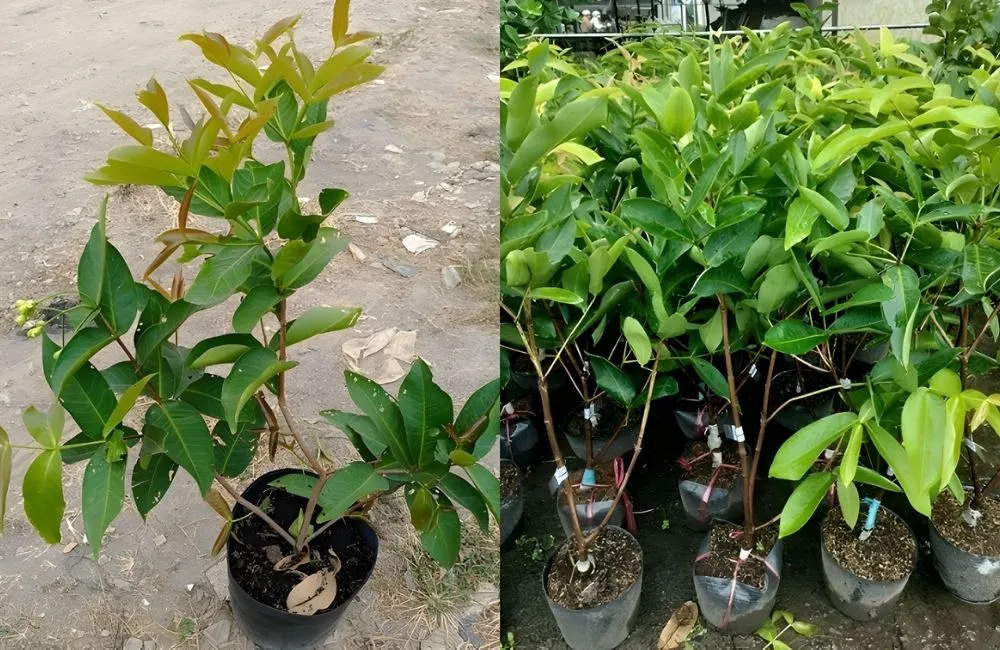 Kỹ thuật trồng và chăm sóc mận tam hoa