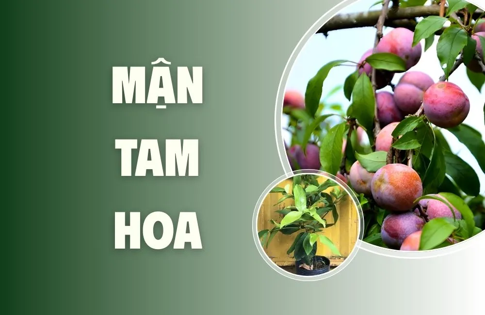 Tổng quan về mận tam hoa