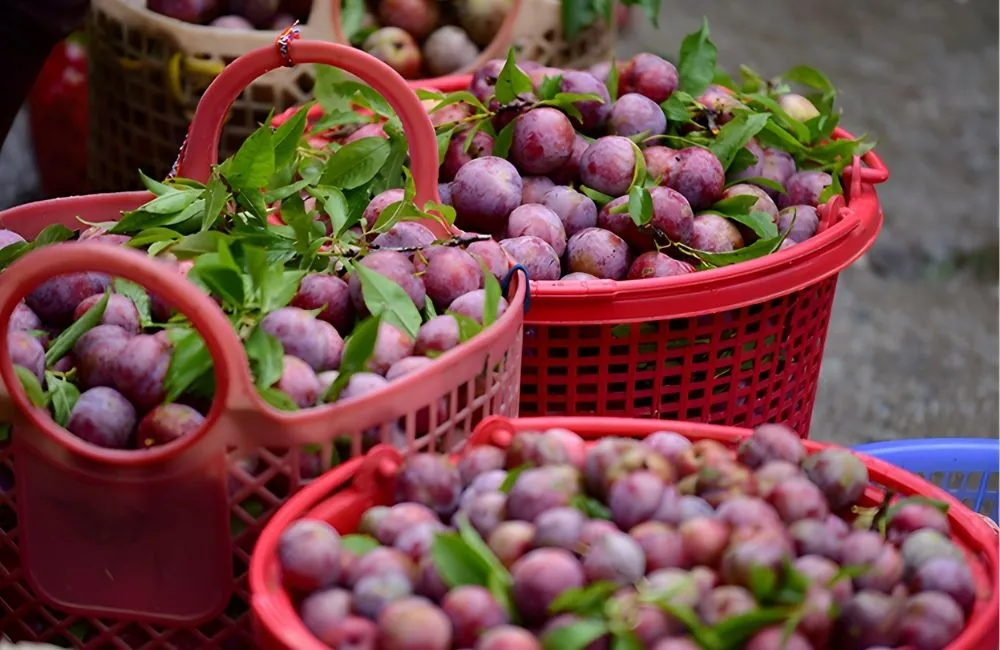 Năng suất và chất lượng quả mận tam hoa