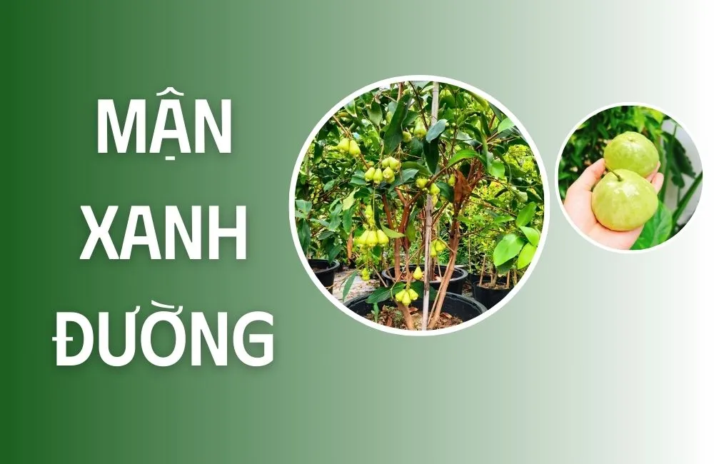 Tổng quan về mận xanh đường