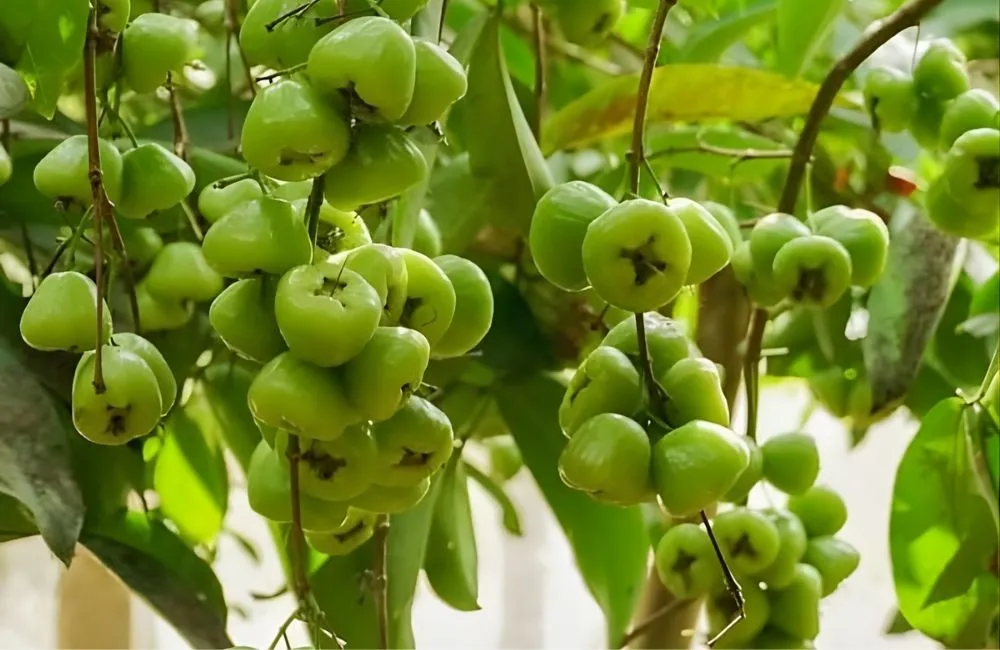 Kỹ thuật trồng và chăm sóc mận xanh đường