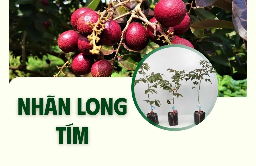 Tổng Quan Về Giống Nhãn Long Tím