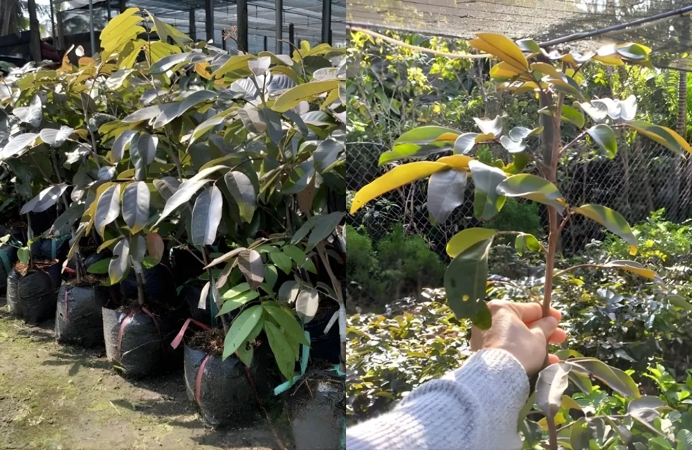 Đặc Điểm Trái Nhãn Long Tím