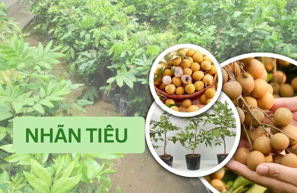 Cây Nhãn Tiêu