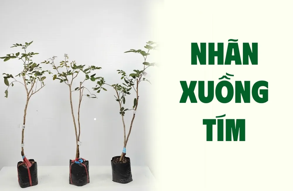 Tổng Quan Về Giống Nhãn Xuồng Tím