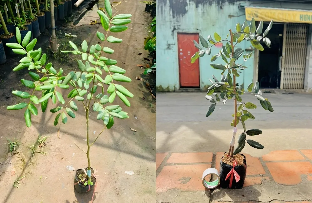 Năng Suất Và Giá Trị Kinh Tế Khi Trồng