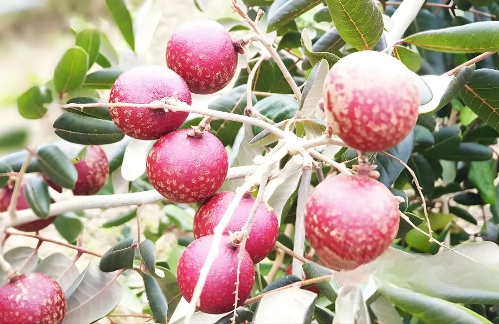 Cách Chọn Cây Giống Nhãn Xuồng Tím Chuẩn
