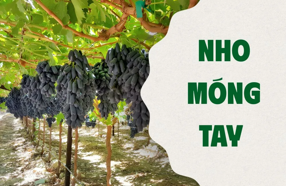 Tổng quan về Nho Móng Tay