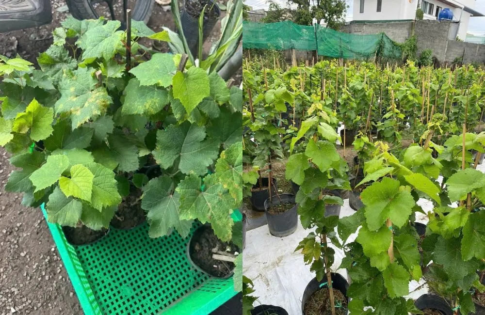Các giống nho móng tay phổ biến hiện nay