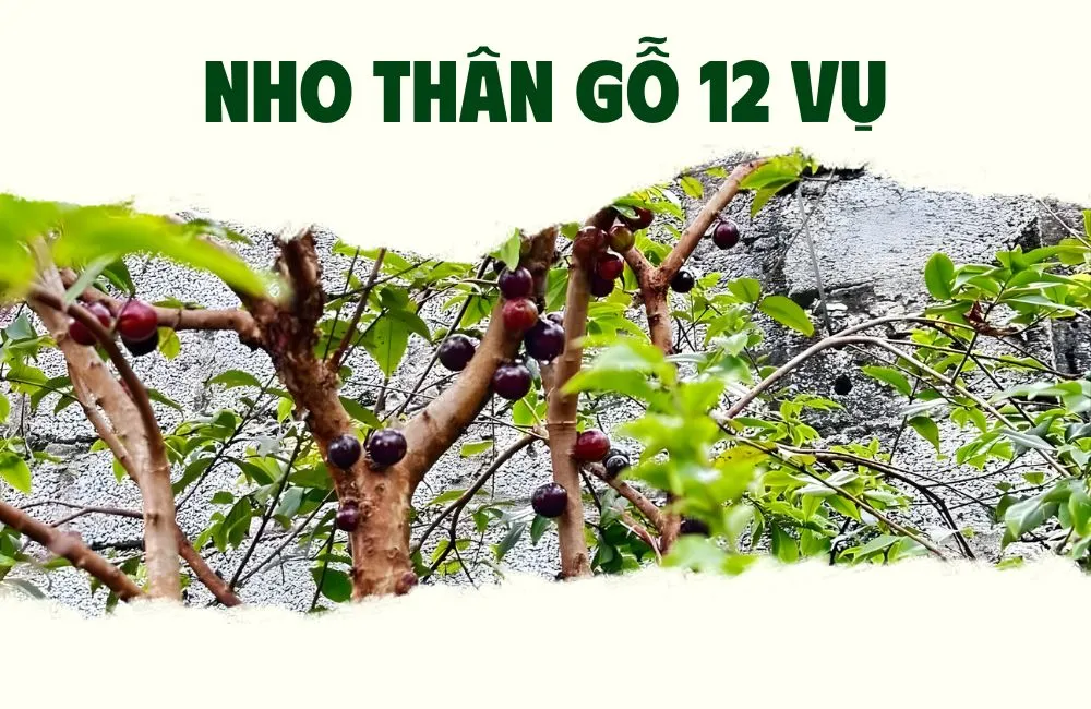 Cây nho thân gỗ 12 vụ