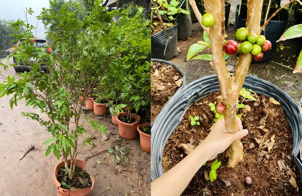 Các dòng và giống Nho Thân Gỗ 12 vụ ra trái quanh năm