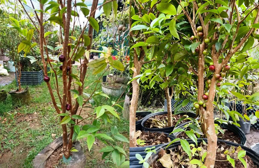 Kỹ thuật trồng và chăm sóc Nho Thân Gỗ 12 vụ