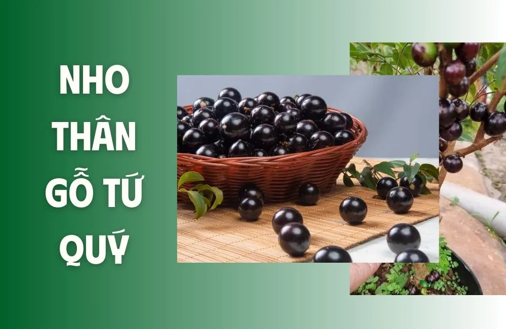 Tổng quan về Nho Thân Gỗ Tứ Quý