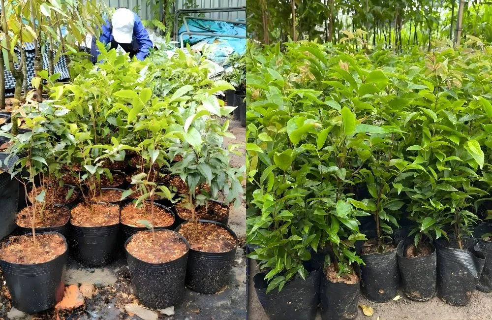 Hương vị, giá trị dinh dưỡng và khả năng ăn trái