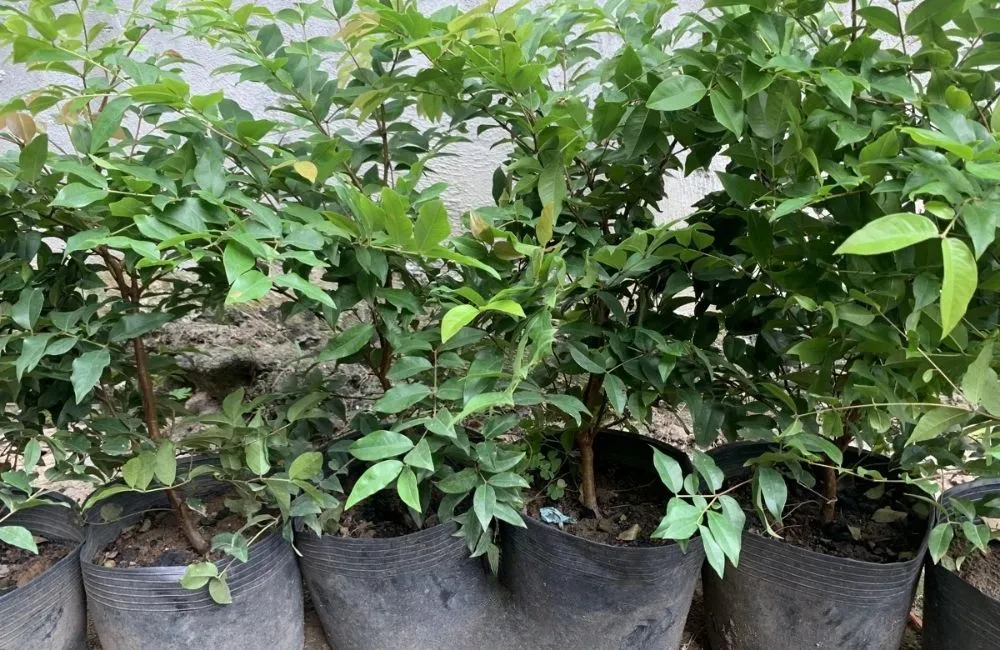 Kỹ thuật trồng và chăm sóc Nho Thân Gỗ Tứ Quý