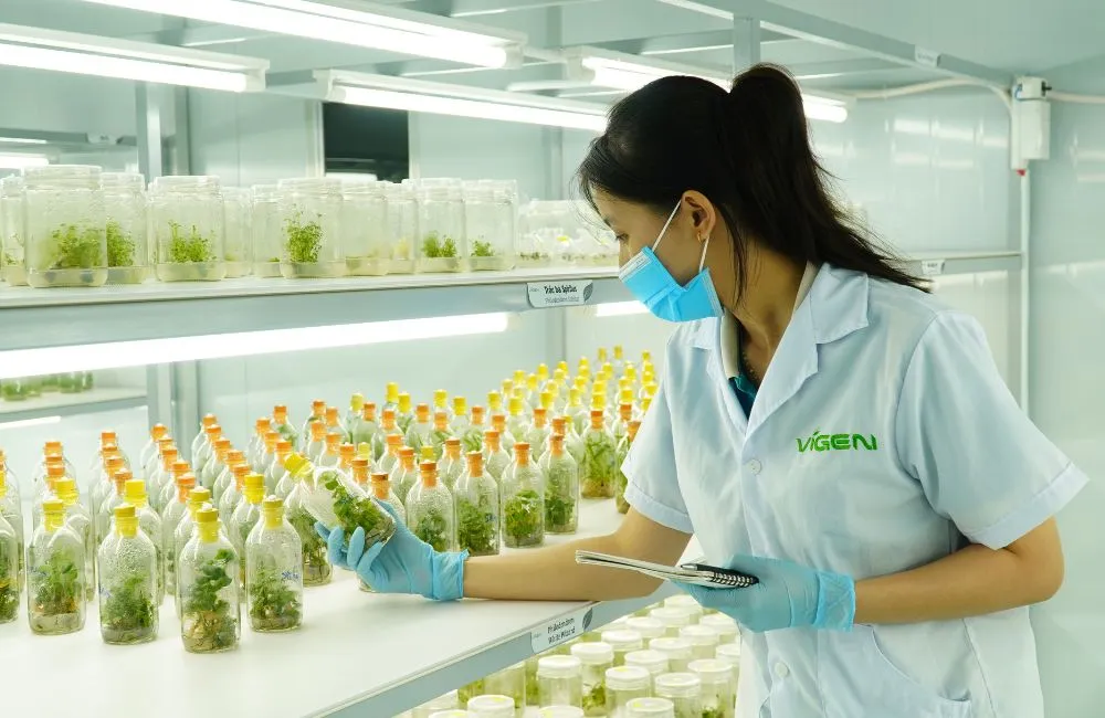 ưu điểm của nuôi cấy mô in vitro