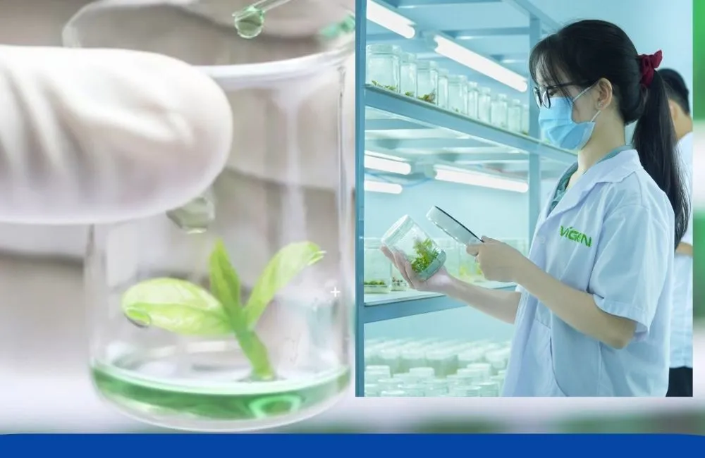 Vì sao nên chọn nuôi cấy mô in vitro tại ViGen