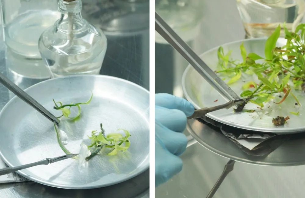 Nuôi cấy mô in vitro