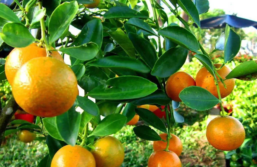 Cây tắc bánh xe 