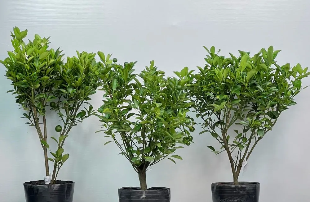 Cây tắc bánh xe 