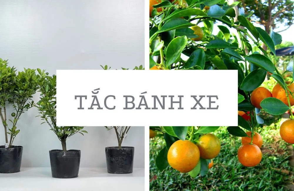Cây tắc bánh xe 