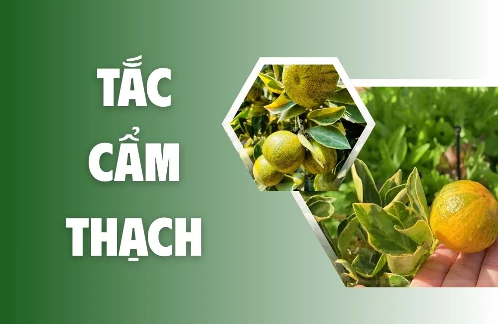 Tổng quan về tắc cẩm thạch