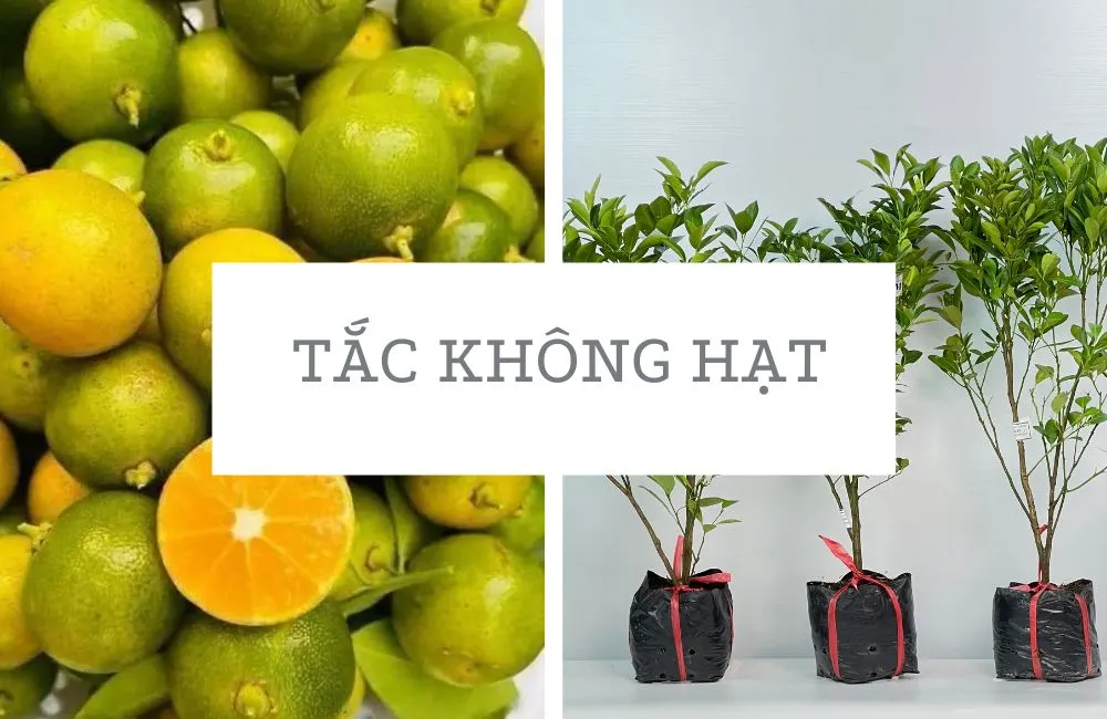 Tắc không hạt
