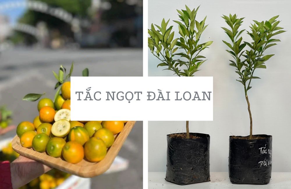 Tắc ngọt Đài Loan 