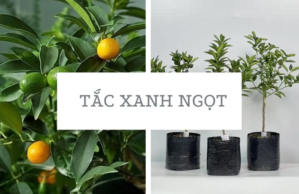 Tắc xanh ngọt 