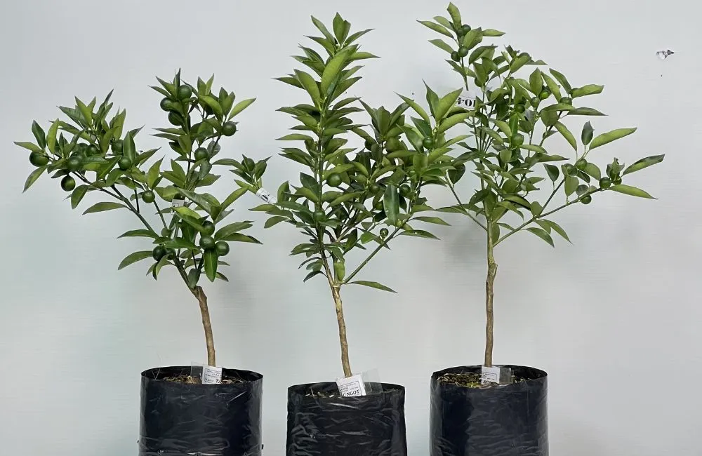 Đặc điểm tắc xanh ngọt
