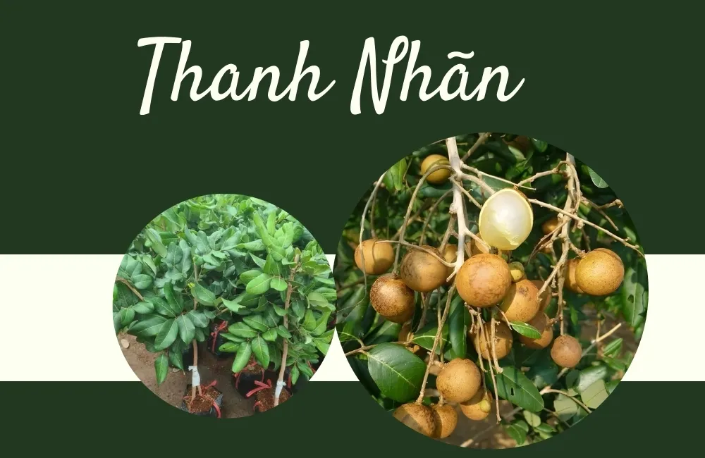 Nguồn gốc giống thanh nhãn