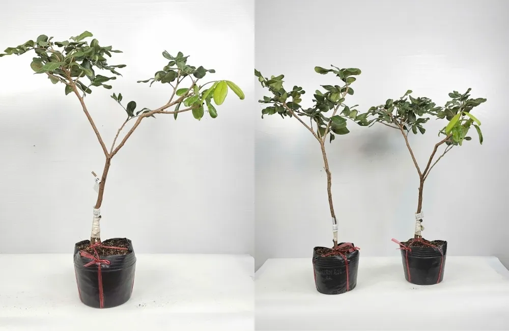 Năng Suất Và Giá Trị Kinh Tế Khi Trồng Thanh Nhãn