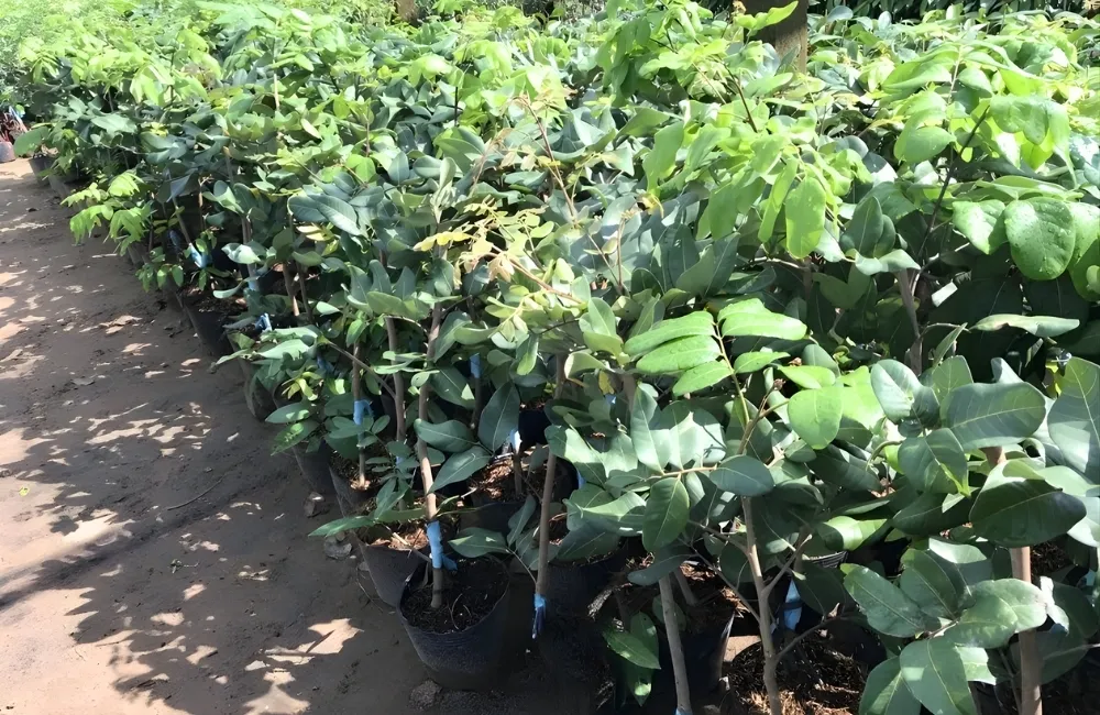 Cách Chọn Cây Giống Thanh Nhãn Chuẩn