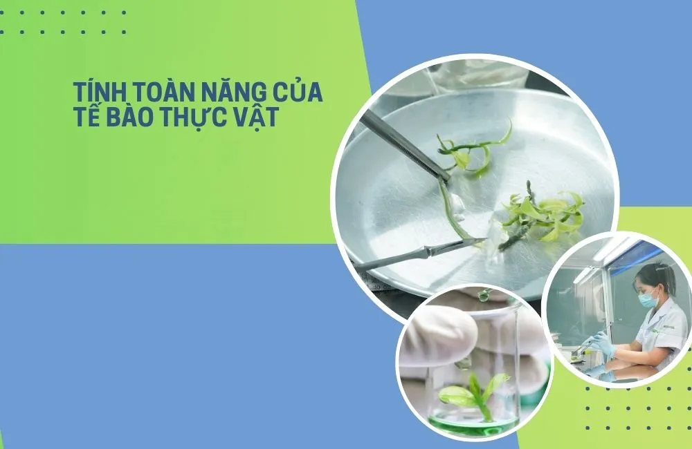 Tính toàn năng của tế bào thực vật 