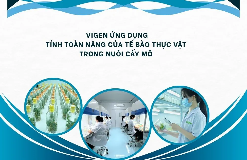 Tính toàn năng của tế bào thực vật
