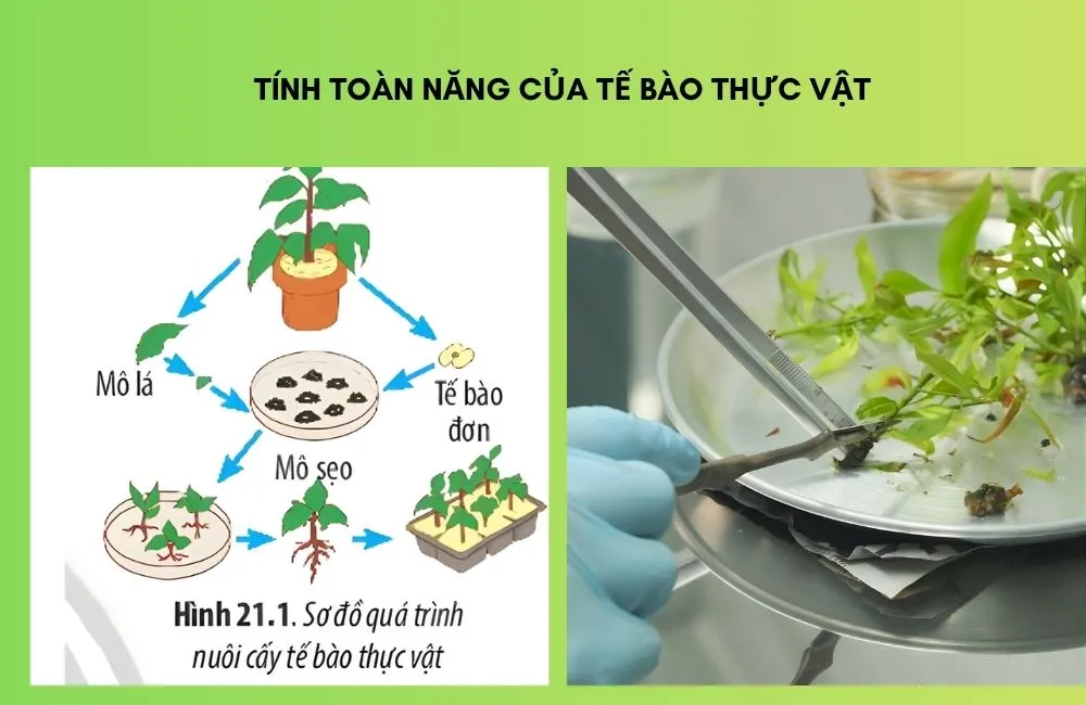 Tính toàn năng của tế bào trong công nghệ nuôi cấy mô thực vật