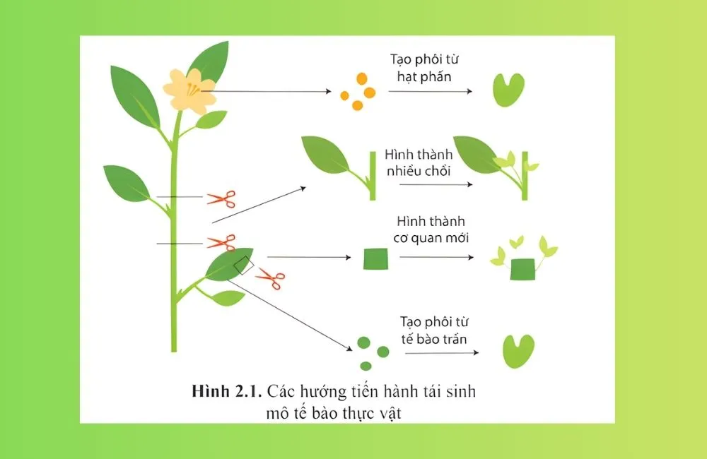 Tính toàn năng của tế bào thực vật là gì ?