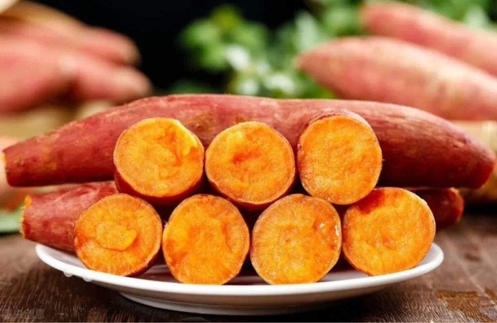 Khoai lang mật nuôi cấy mô