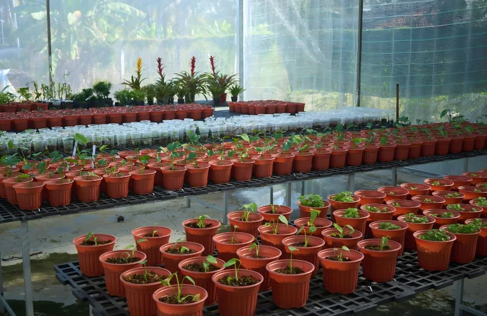 Nhà vườn trung tâm nuôi cấy mô ViGen 