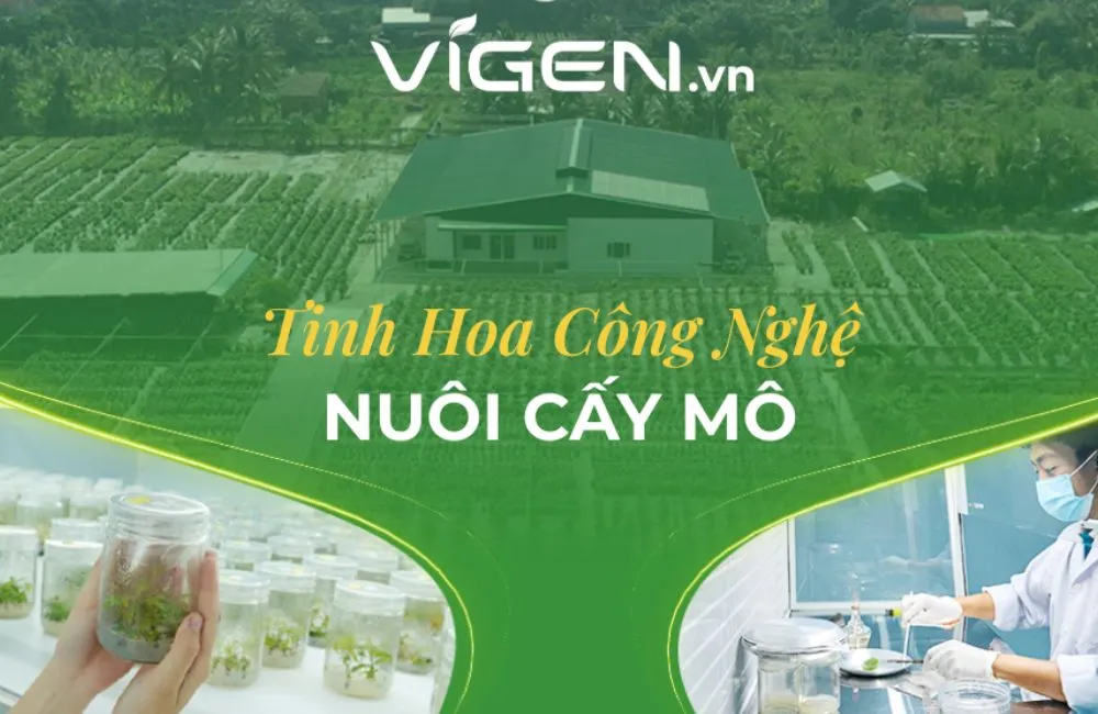 Trung tâm nuôi cấy mô ViGen 