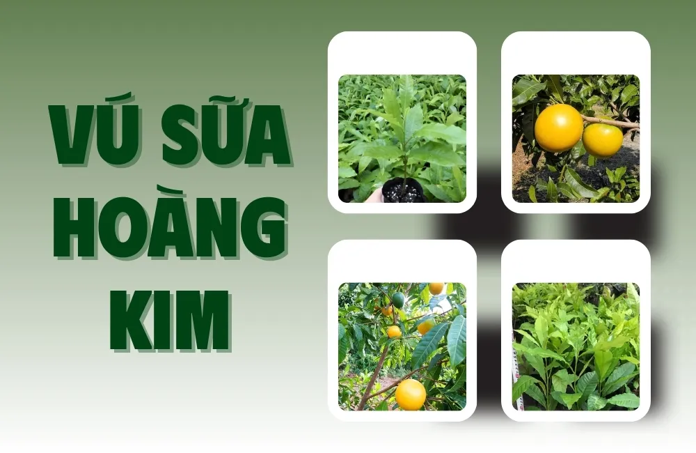 Tổng Quan Về Cây Vú Sữa Hoàng Kim