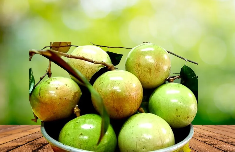 Quả vú sữa Lò Rèn