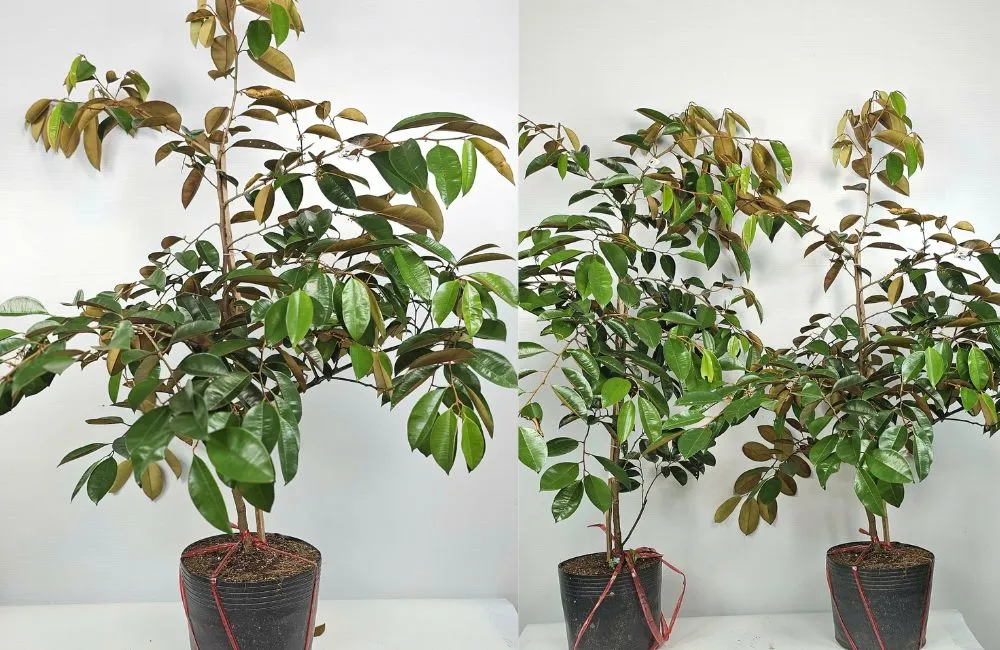 Đặc điểm cây vú sữa Lò Rèn