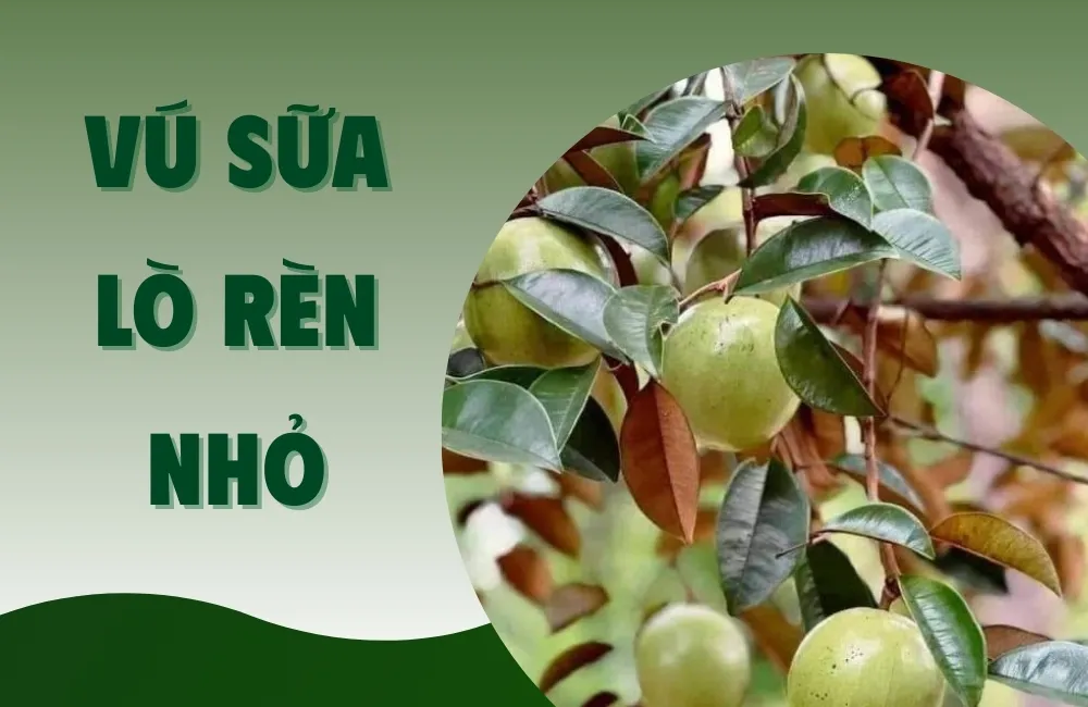 Nguồn gốc giống vú sữa Lò Rèn Nhỏ