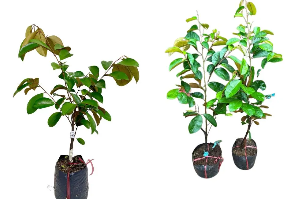 Đặc điểm cây vú sữa Mika