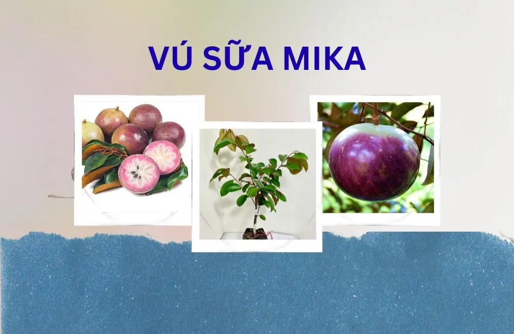 Cây vú sữa mika
