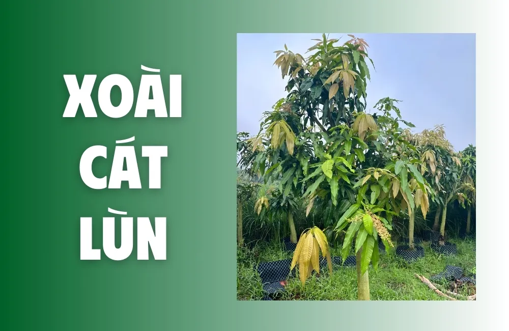 Tổng quan về xoài cát lùn