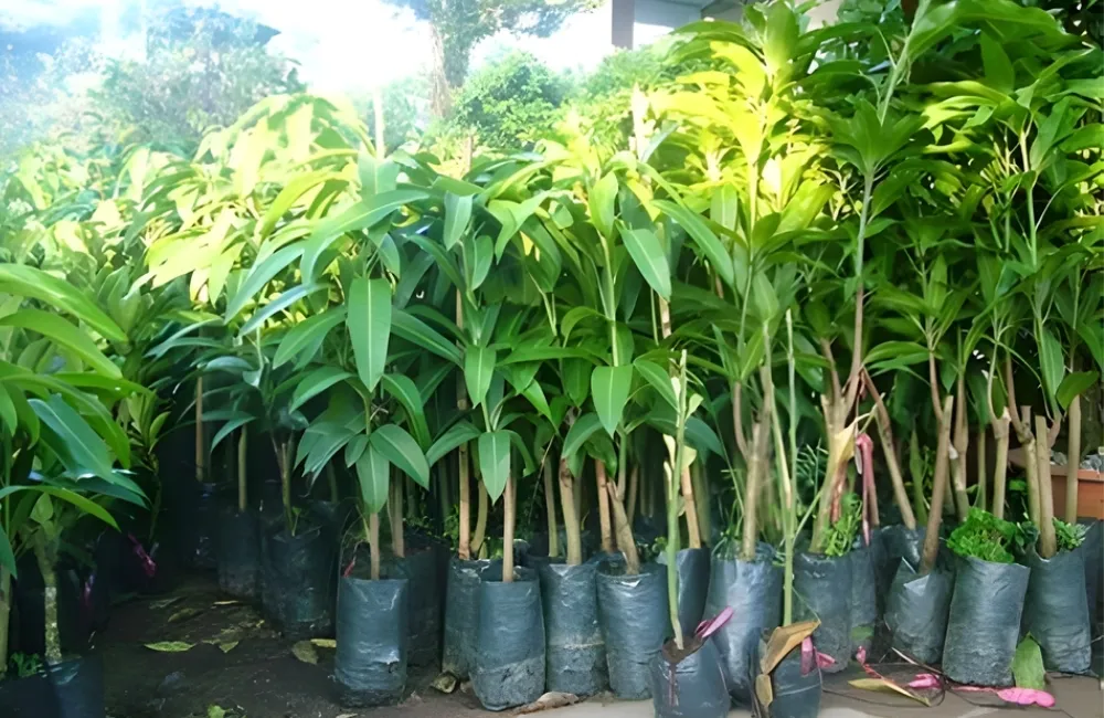 Năng suất và khả năng trồng thương phẩm
